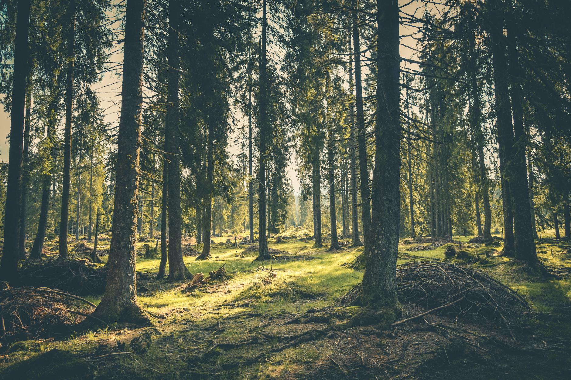 green grass on forest